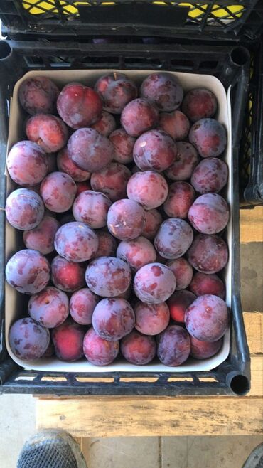 Meyvə və giləmeyvə: Bütün növ meyvə tinglərinin satışı mümkündür. Öz sahəmizdən satırıq — 6