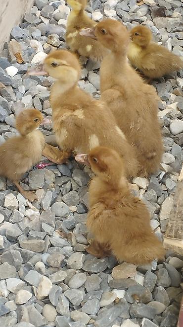 lalafo goyercin satisi: 🦆 SATILIR – Tam Sağlam Qırmızı Ördəklər 🦆 Təsərrüfatımızda böyüdülmüş — 4