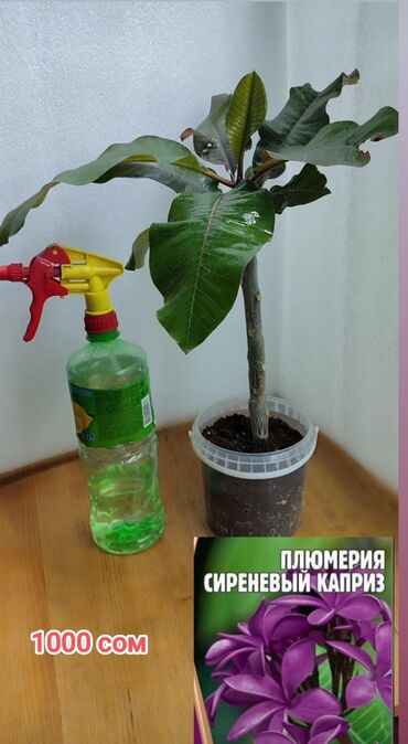 сингониум фреклес мутейшн: Плюмерия сеянец плюмерия прекрасная невеста плюмерия три короля цена