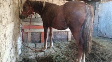 щенки охотничьих собак: 2,5жаш семиз байтал сатылат