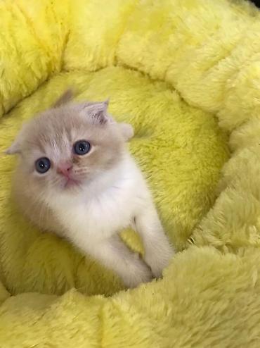 Кошки: Шотландская вислоухая — 2