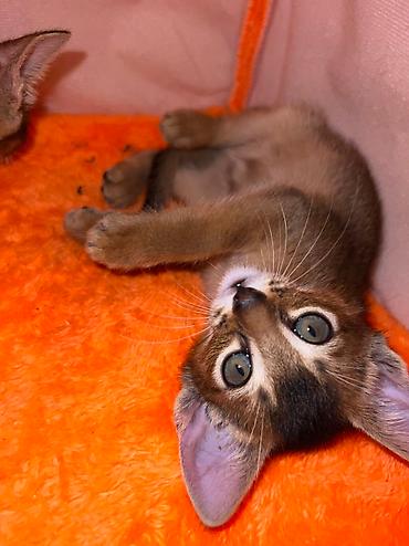 Мышыктар сатылат: 🐾 Абиссинские котята — очаровательные малыши в поисках любящих хозяев! — 2