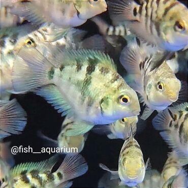 рыбки: Более 40 видов аквариумных рыб. Большой выбор!