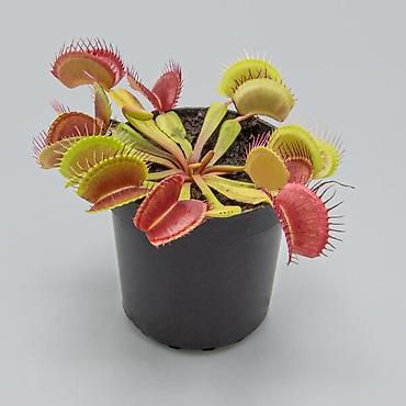 щёлк: Венерина мухоловка (Dionaea muscipula) в горшке - Хищное комнатное — 1