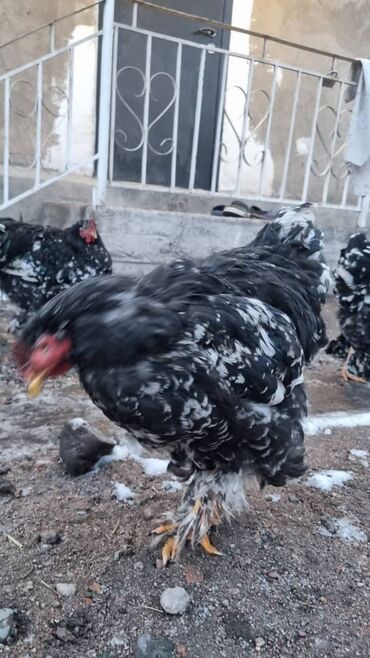 Птицы: Мраморный Кохин — 2