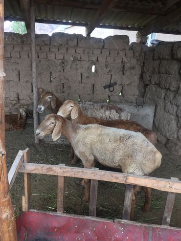 кальций для животных: Продаю | Овца (самка) | Арашан | Для разведения | Матка