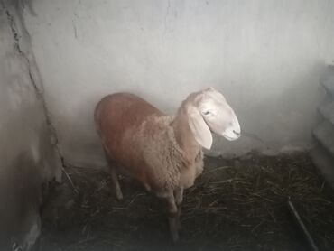 овцы породы арашан: Продаю | | Арашан | Для разведения | Племенные