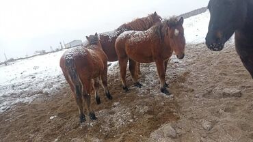 Лошади, кони: Продаю | Кобыла (самка), Конь (самец), Жеребенок | Першерон, Английская, Арабская | На забой, Для разведения, Для молока | Племенные, Осеменитель, Мерин