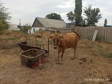 животные карова: Продаю | Корова (самка) | Алатауская | Для разведения, Для молока | Искусственник