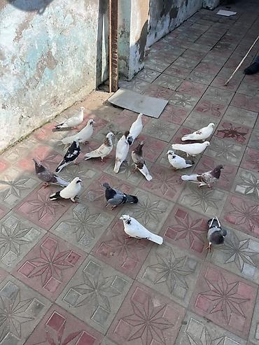 danisan tutuqusu satisi: Salam aleykum. 16. Heyvandı. Kom 100 manat. Tək tək. Qiymət — 1