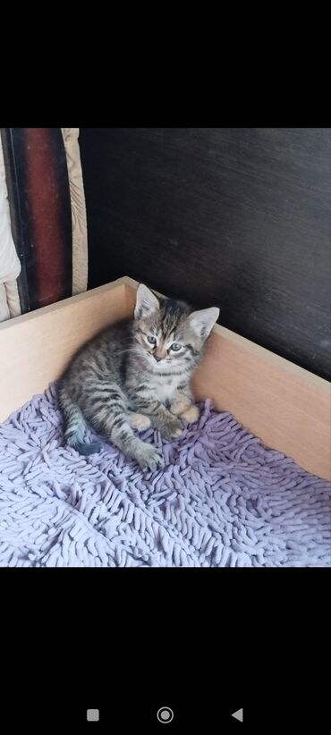 Отдам даром кошку: 2 месяца, Девочка, Приучена к лотку