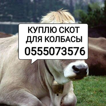 купить корову бишкек в Кыргызстан: Куплю скот в любом виде, сами заберём. звонить в любое время суток