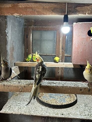 ördək balası və cücə: Məhsul: Nimfa tutuquşuları (cockatiel) 5 dənədi hazir yumurtalari var — 4