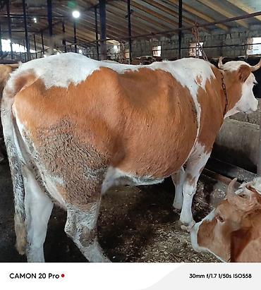su qablari: 2 ci qarina 4 ayliq bogaz simmental duye satilir. Hal hazırda 14-16 — 5