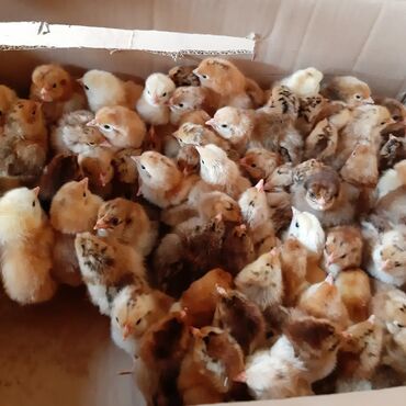 купить сову бишкек: Кучинские юбилейные цыплята 2месчные и месячныные адлер