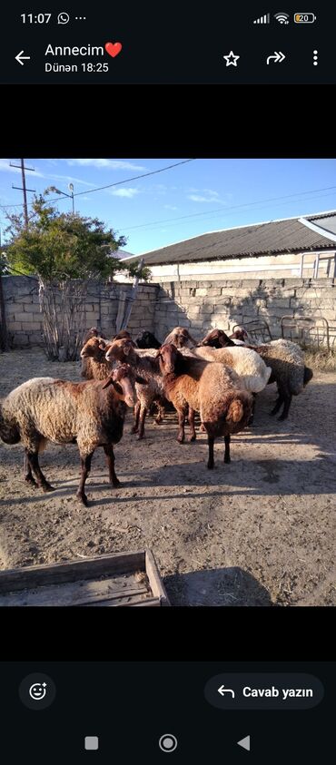 qurbanlıq qoyun satışı: Qurbanlıq üçün qoçlar