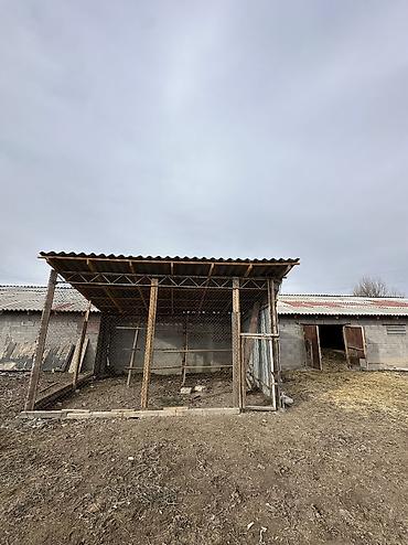 Продажа сельхоз предприятий: Продается Кошар на земельном участке площадью 1000,0 кв.м. Имеется at lalafo.kg — 12 Продажа сельхоз предприятий: Продается Кошар на земельном участке площадью 1000,0 кв.м. Имеется — 12