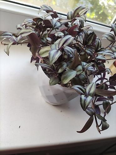 Традесканция Зебрина (Tradescantia zebrina) - Укоренённое комнатное