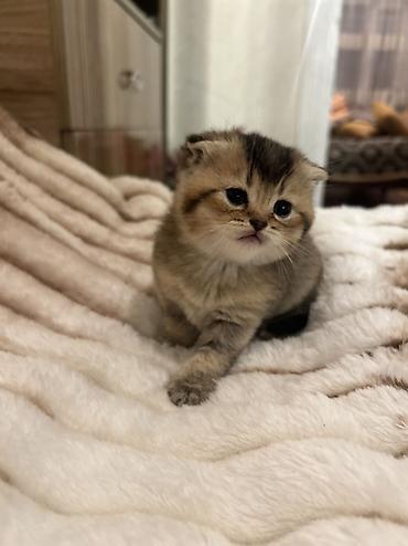 Pişiklər: Britan, Erkək, Ödənişli çatdırılma — 8