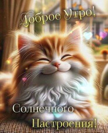 шотландская короткошерстная кошка: Скотиш Фолд (Шотландиялык шалпаң кулак), 2 айлык, Ургаачы, Биколор, Лотокко барууга үйрөтүлгөн