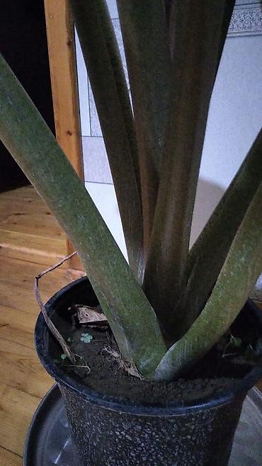 guldəfnə bitkisi: Böyük ölçülü otaq bitkisi – Dieffenbaxiya (Dieffenbachia) - Qalın — 2