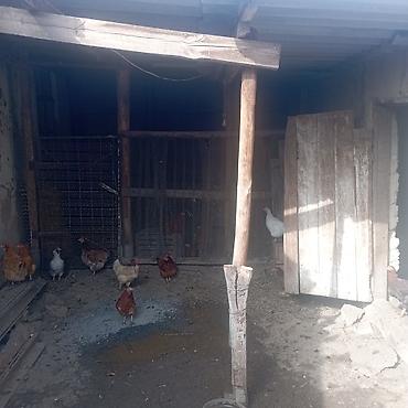 Продажа коттеджей и домов: Домовладение с хозяйственными постройками и курятником - Участок во — 2