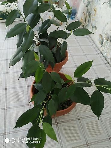 комнатные цветы купить бишкек: Фикус Бенджамина в горшках - Комнатное декоративно‑лиственное — 3
