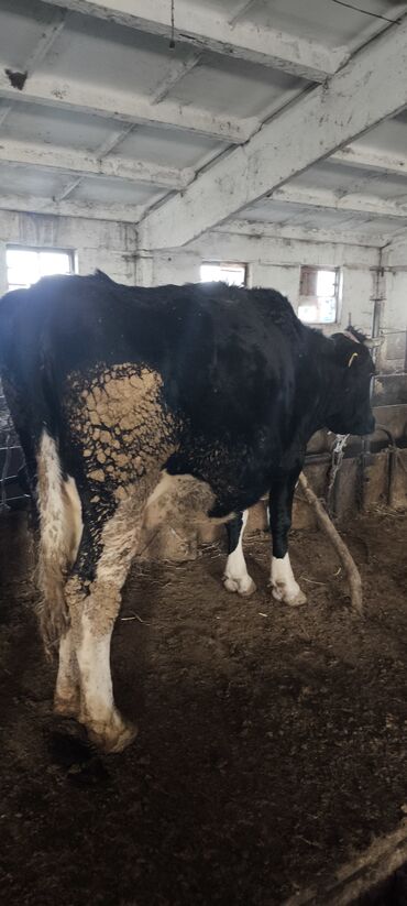 Коровы, быки: Продаю | Корова (самка) — 24