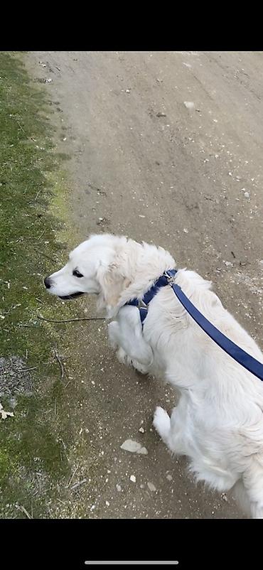 İtlər: Retriver temiz Ev itidir dil kamanda bilir oynamagi sevir remensiz — 1