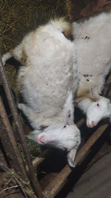 Козы, козлы: Продаю | Коза (самка) | Зааненская | Для разведения — 3