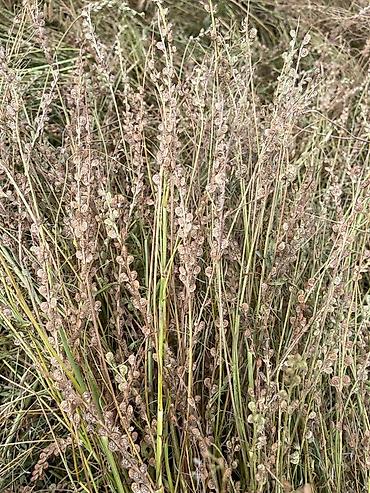 Другие виды семян и саженцев: Коп жылдык эспарцет уругу. Уроончулук чарба "Победитель" Ысыккол обл — 14