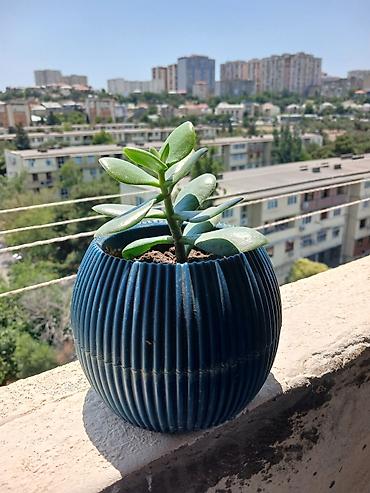 agaclar: Dekorativ sukkulent bitkisi (Crassula ovata – pul ağacı) və dərin — 1