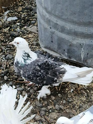 Göyərçinlər: Dekortiv göyərçinlər 30.50 arası super hazır cüt dekorativ — 7