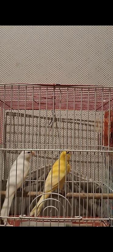 bulbul quşu satışı: 12 14 aylıq erkəklər biri 100m iri sağlam quşlardı — 1