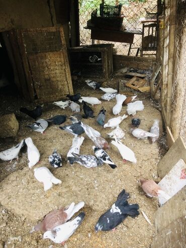 Göyərçinlər: Müxtəlif rənglərə və naxışlara malik ev göyərçinləri mövcuddur. Onlar — 6