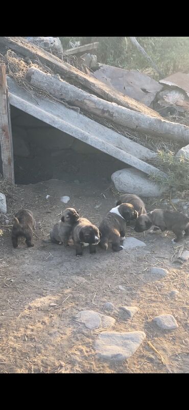 bakida cins ineklerin satisi: Kanqal, 1 ay, Erkek