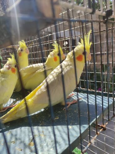 Tutuquşları: Bala korellalar yalniz zeng vitaminli — 3