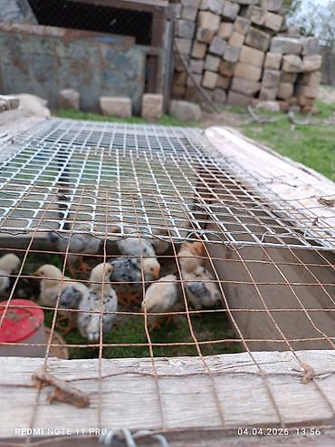 Cücələr: Toyuq cücələri, Ətlik, Ünvandan götürmə — 7