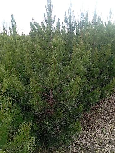 Tinglər: Şam (pine) tingləri – iynəyarpaq landşaft ağacı - Növ: Şam ağacı — 2