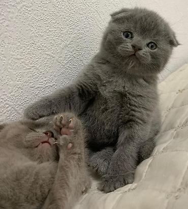 Кошки: Шотландская вислоухая — 1