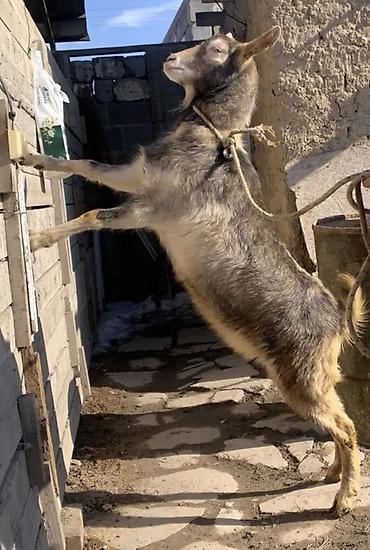 Козы, козлы: Продаю | Коза (самка) | Полукровка | Для разведения | Котные — 10