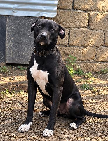 pitbull (hond): Pitbul, 2 ay, Erkək, Ödənişli çatdırılma — 3
