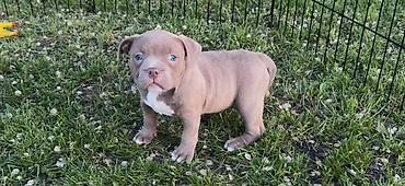 Psi: American bully pocket lilac štenci. 4 lilac zenki, 2 zute zenke — 10