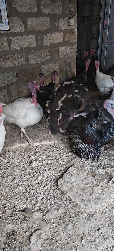 amerkan akita: Erkək, Kanada, Damazlıq, Ünvandan götürmə — 2