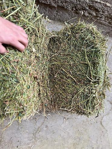 Корма для с/х животных: Силос 9 сомдон. Сенаж 12 сомдон. Токмок кегети беде биринчи кос таза — 11