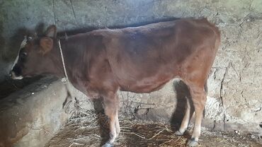 ağ dovşan: Məhsul: Qırmızı rəngli dişi buzov Təsvir: - Yaş: təxminən 6–9 ay