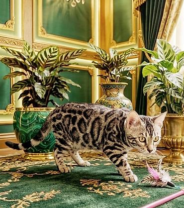 бенгаль: Бенгальская, 3 месяца, Девочка, Приучена к лотку, Проглистована, С документами — 3