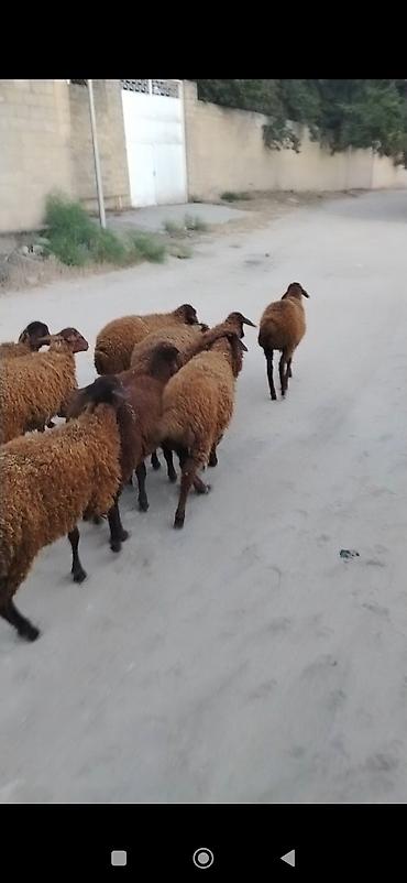 satdiq danalar: Quzu, Erkək, Qala, ay: 1, 25 kq, Damazlıq, Ünvandan götürmə — 5