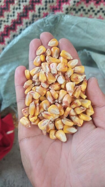 дробленная кукуруза: Куплю кукурузу 14 сом
