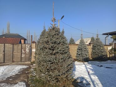 Декоративные деревья: Саженцы деревьев: Ели — 10